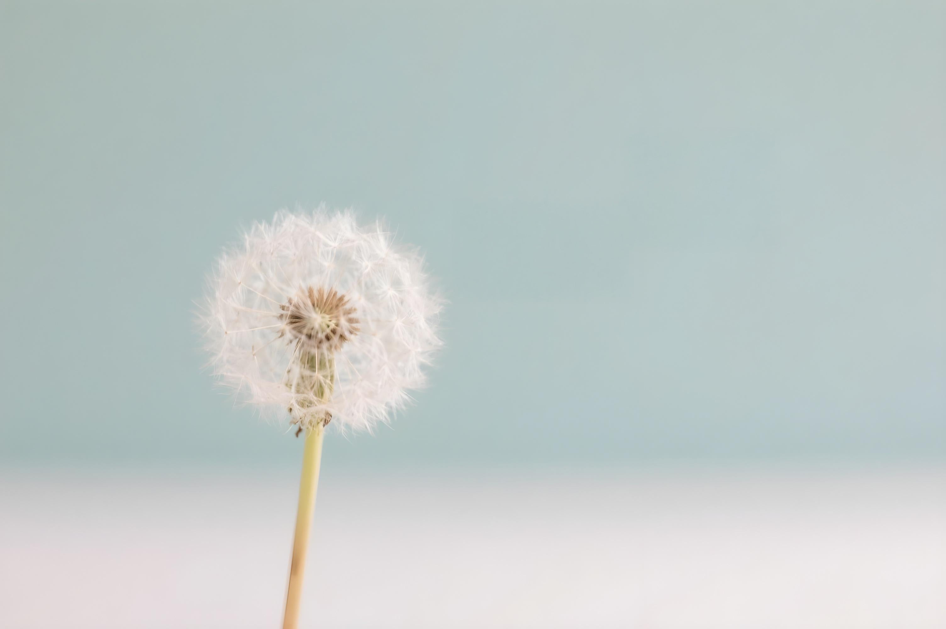 The Dandelion You Were Told to Ignore