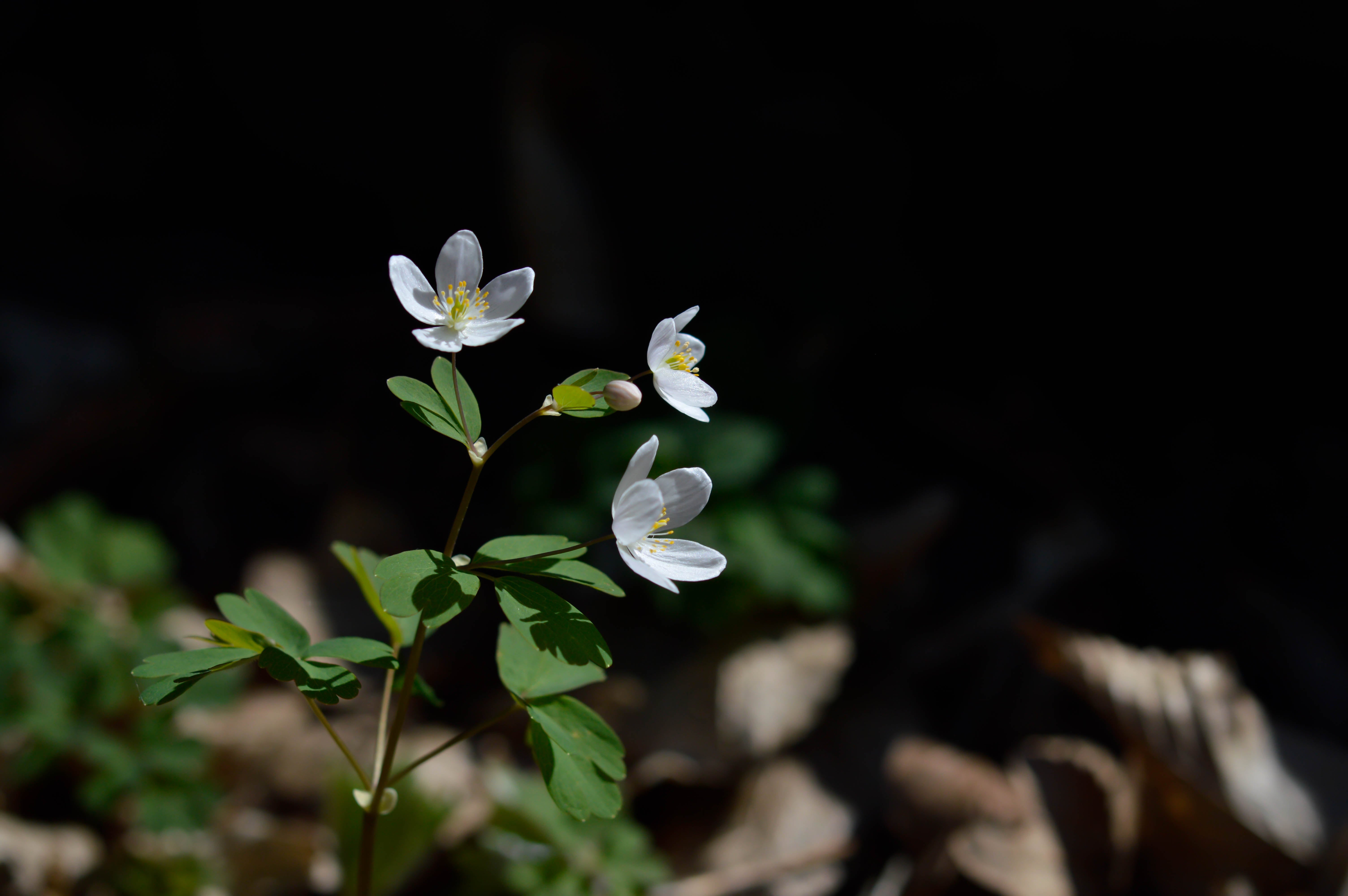 The Night-Blooming Jasmine